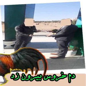 دم خروس بیرون زد (2)